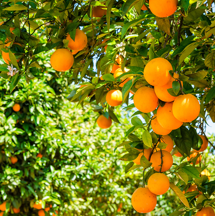 shutterstock_250754608 1